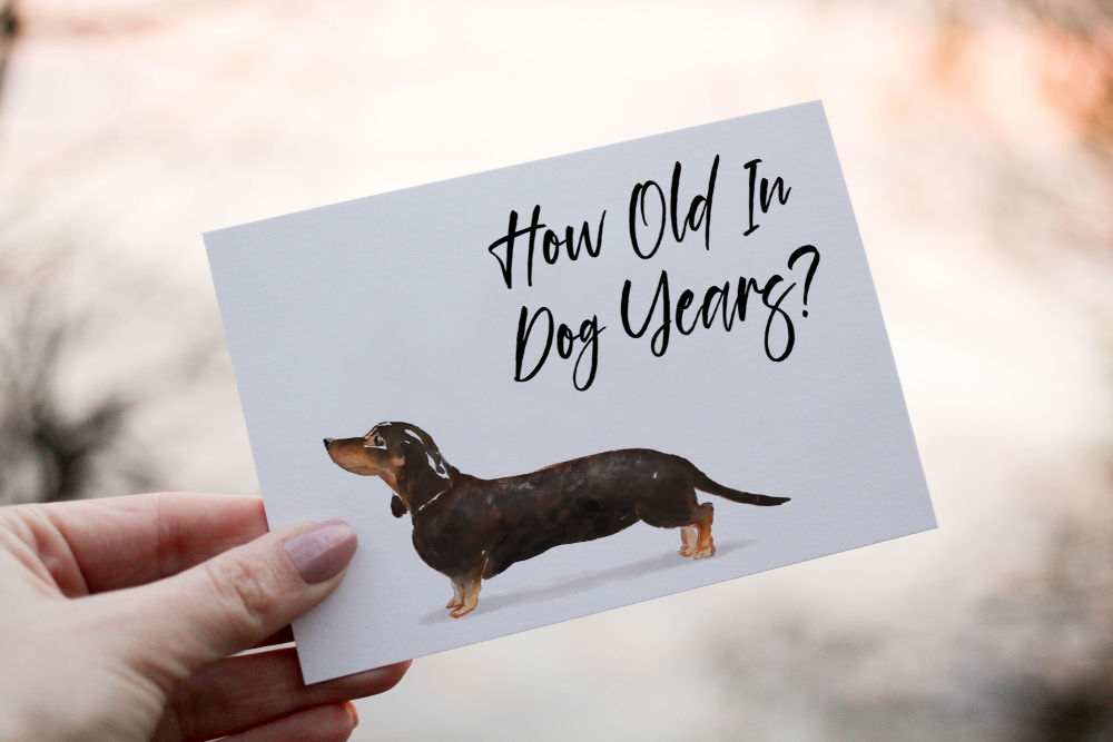 Dachshund Black Tan Dog Birthday Card, Dog Birthday Card